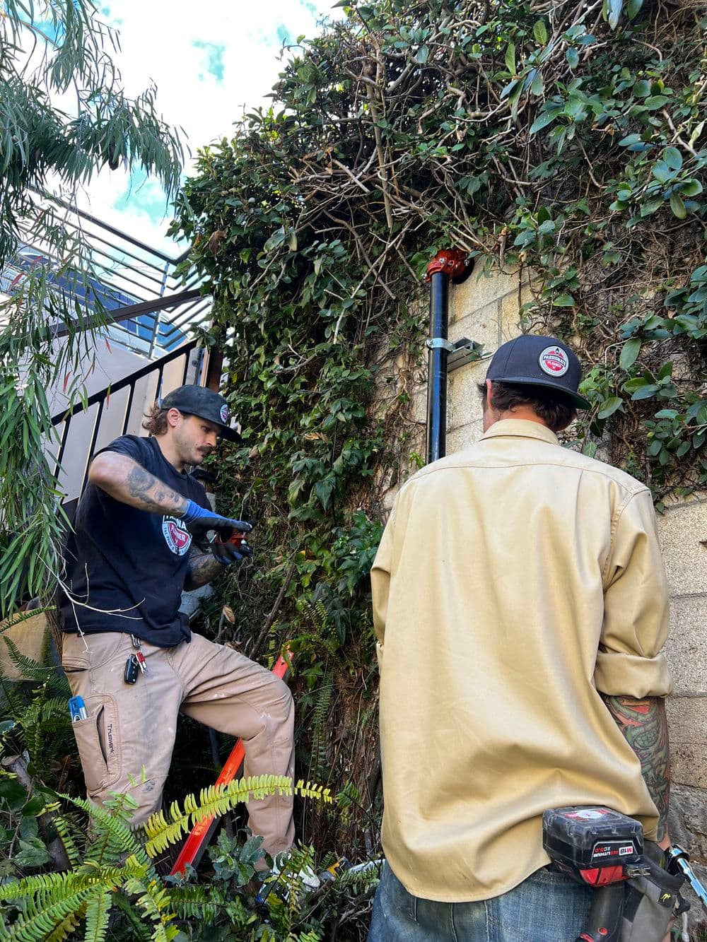 Two workers pruning overgrown vines on a fence in a residential garden.
